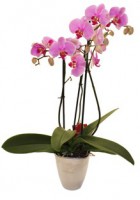 /album/anthurium/ikili-pembe-orkide-jpg1/